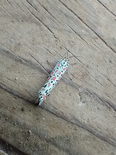 Heliotrope Moth
