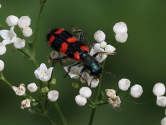 Trichodes favarius