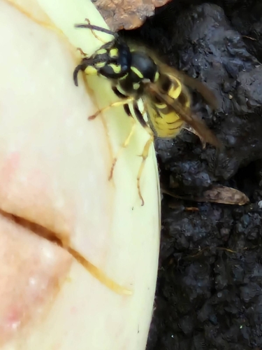 Common European Yellowjacket