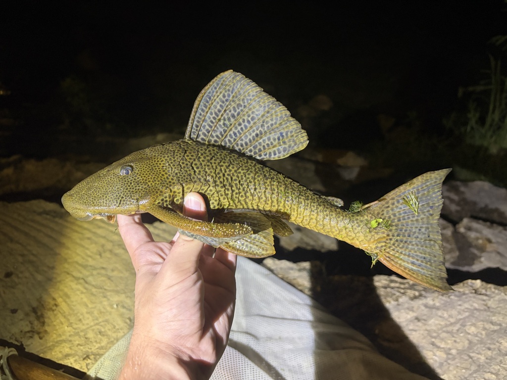 Typical Plecos