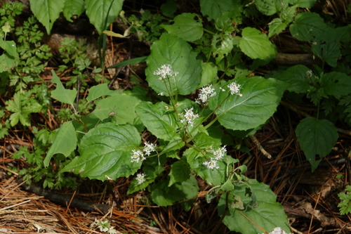 Circaea alpina, photograph 6