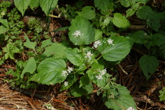 Circaea alpina, photograph (c) Oleg Kosterin, some rights reserved (CC BY)