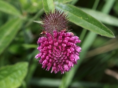 Trifolium rubens