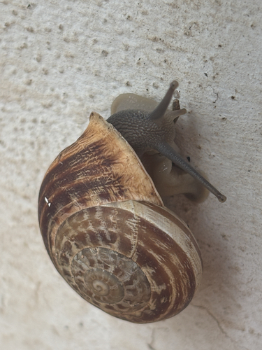 Chocolate-band Snail