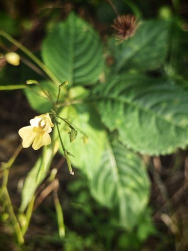 small balsam