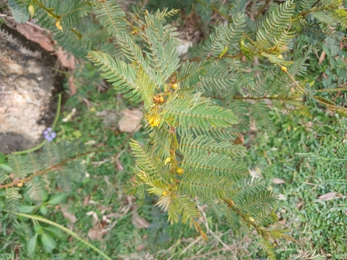 Chamaecrista mimosoides observed 2026-09-20