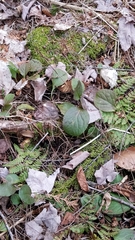 Pyrola elliptica
