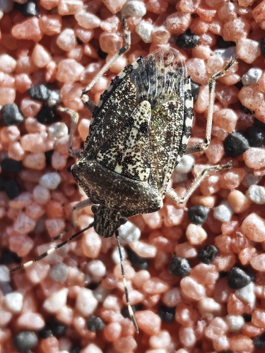 Mottled Stink Bug