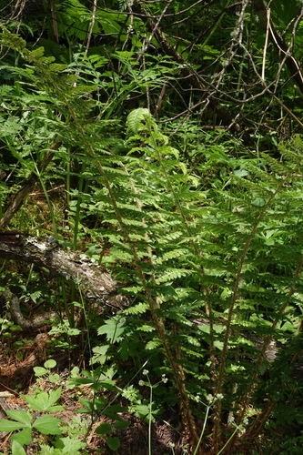 Polystichum braunii, photograph 2
