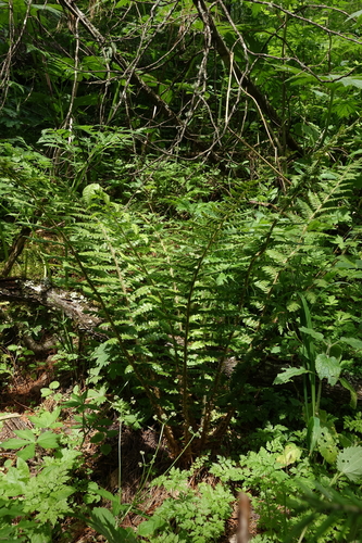 Polystichum braunii, photograph 1