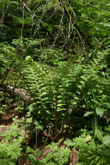 Polystichum braunii, photograph (c) Oleg Kosterin, some rights reserved (CC BY)