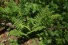 Polystichum braunii