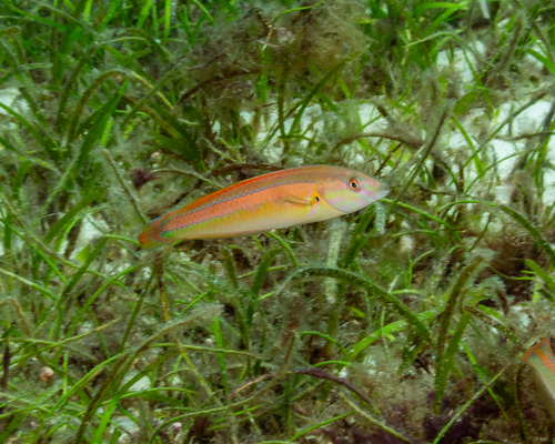 Halichoeres hartzfeldii observed 2026-09-02