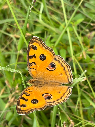 Peacock Pansy