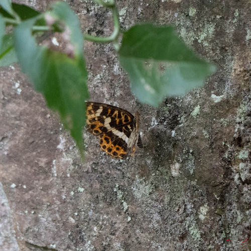 Araschnia doris