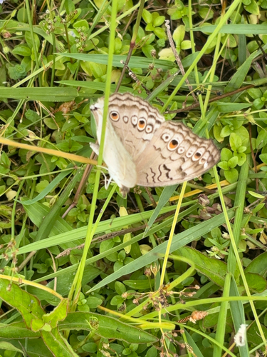 Grey Pansy