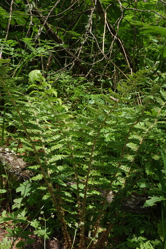 Polystichum braunii, photograph 3