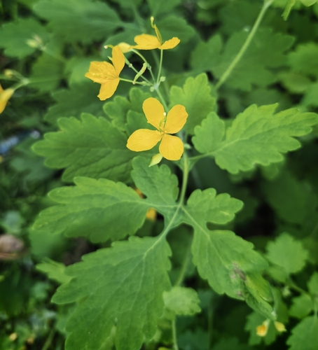 Greater celandine