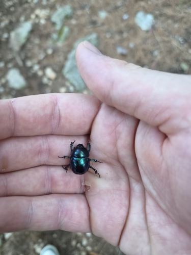 Springtime Dung Beetle