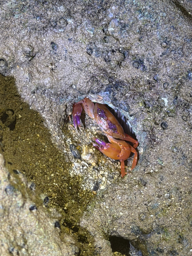 Carupa tenuipes observed 2026-09-13
