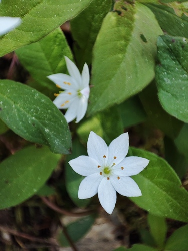 Lysimachia europaea, photograph 2