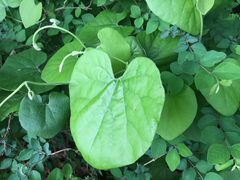 Aristolochia tomentosa