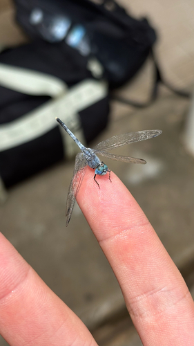 Chalky Percher