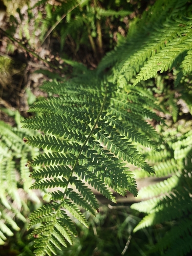 male fern