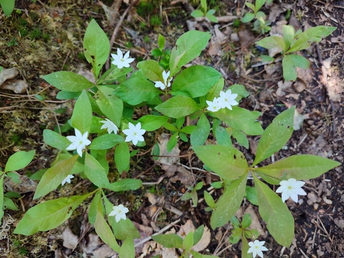 Lysimachia europaea, photograph 1