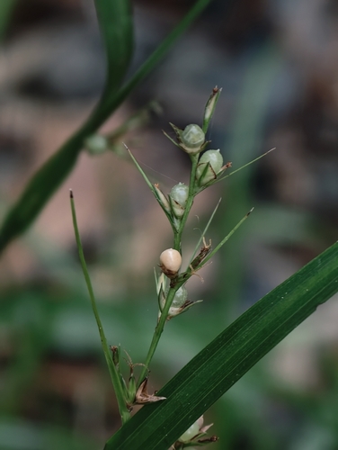 Scleria levis observed 2026-09-19