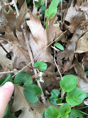 Viola canadensis