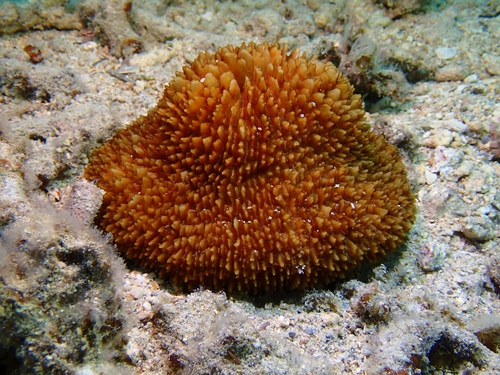 Danafungia observed 2026-09-20