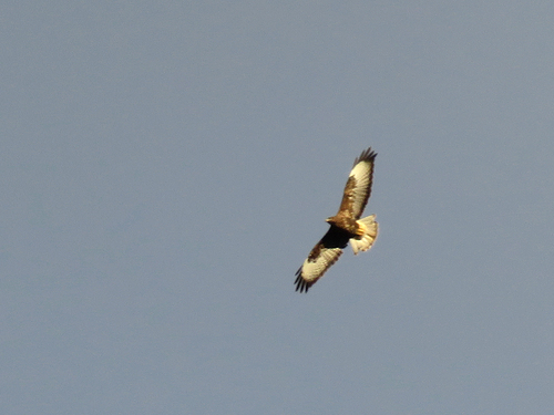 Common Buzzard
