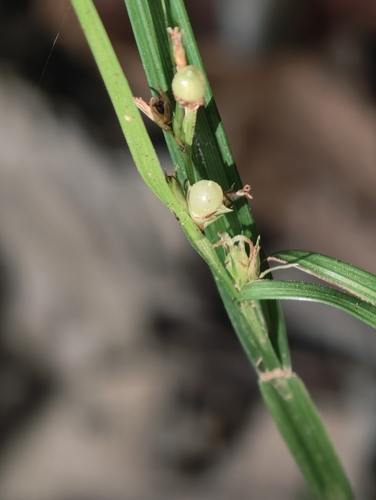 Scleria levis observed 2026-09-19