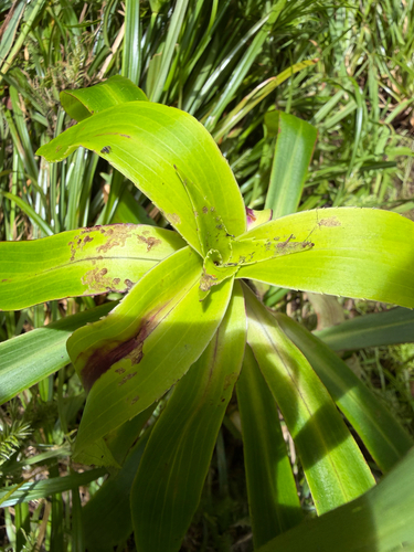 Dubautia raillardioides observed 2026-08-22