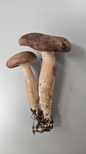 Rufous Milkcap