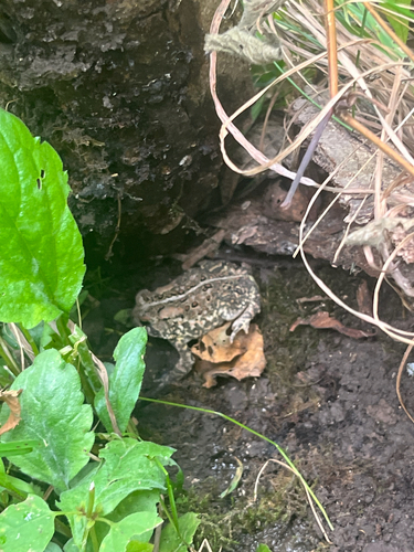 Eastern American Toad