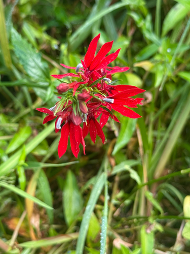 cardinal flower
