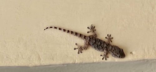 Moorish Gecko