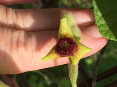Aristolochia tomentosa