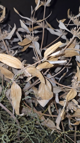 Phlomis herba-venti, photograph 1