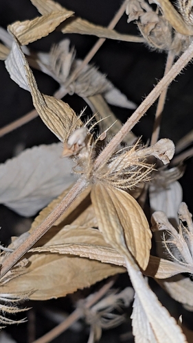Phlomis herba-venti, photograph 2