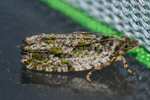 Buckeye Petiole Borer Moth