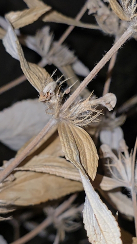 Phlomis herba-venti, photograph 3