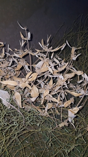 Phlomis herba-venti, photograph 4