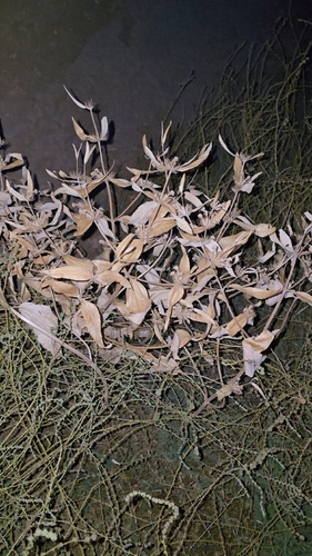 Phlomis herba-venti, photograph 5