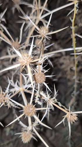 Eryngium campestre, photograph 5