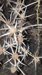 (c) Gonzalo Ganda Álvarez, some rights reserved (CC BY) Eryngium campestre, photograph (c) Gonzalo Ganda Álvarez, some rights reserved (CC BY)