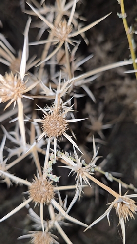 Eryngium campestre, photograph 6
