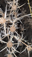 Eryngium campestre, photograph (c) Gonzalo Ganda Álvarez, some rights reserved (CC BY)